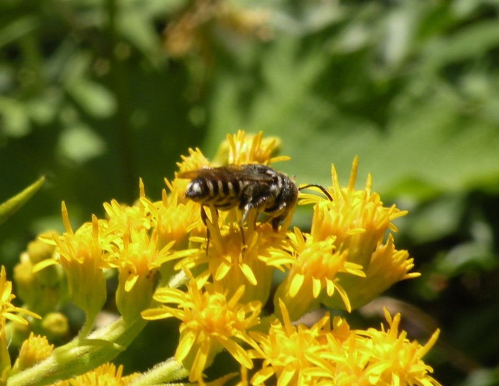 Coelioxys sp?